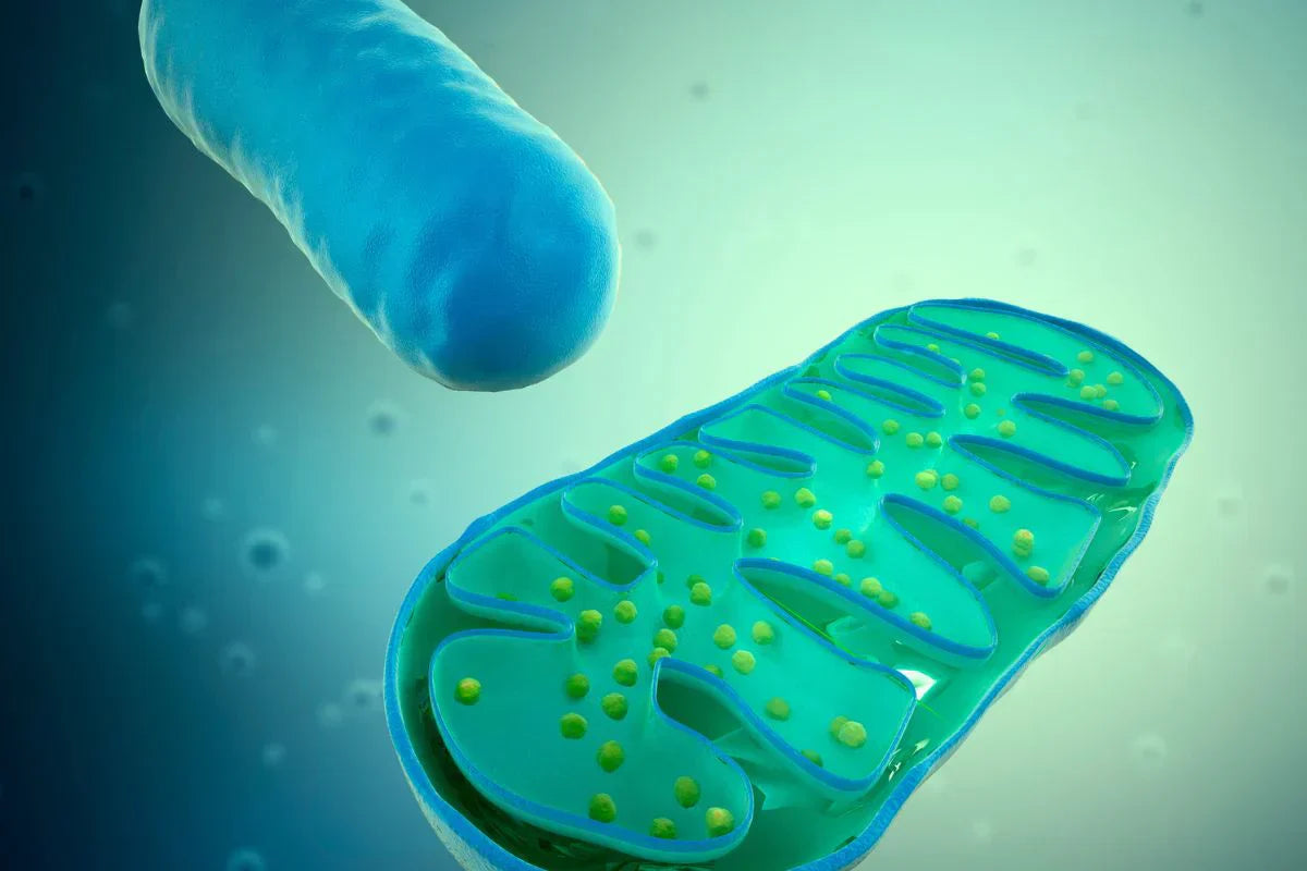 Methylene Blue: The Fight Against Parasites